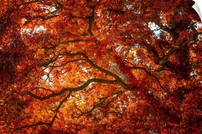 Autumn And Oak Color