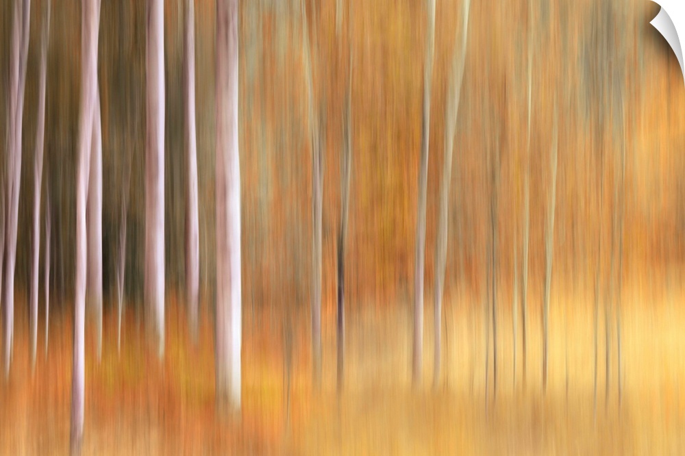 Abstract photo of birch trees in the fall blurred to create interesting shapes.