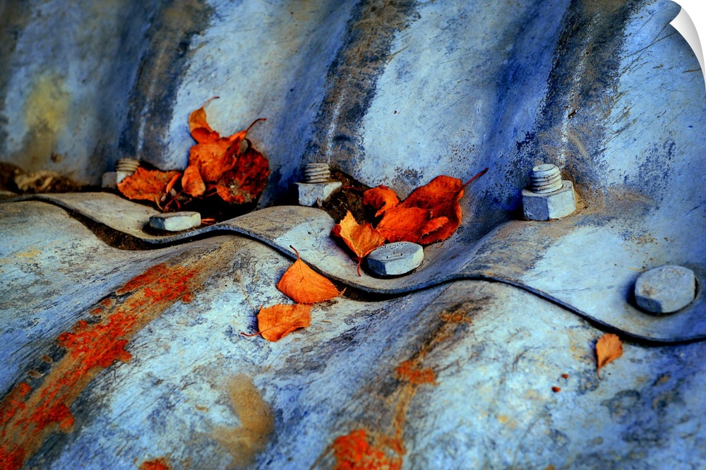 Photograph of wavy pieces of metal bound together with nuts and bolts, covered in rust and Fall leaves.