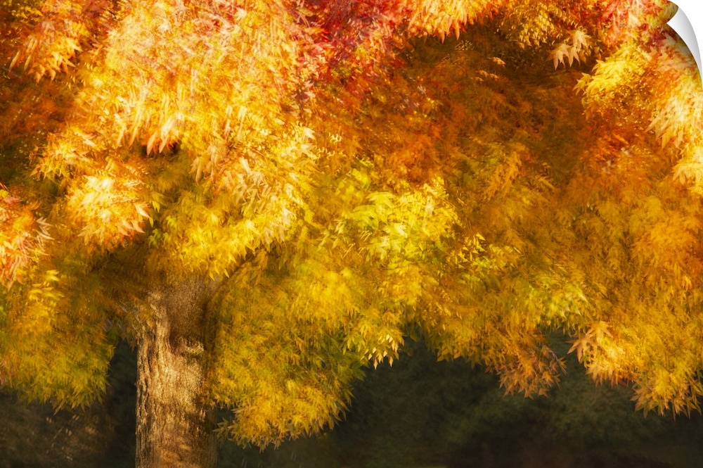 An artistic approach to a colorful fall display of trees in a park.