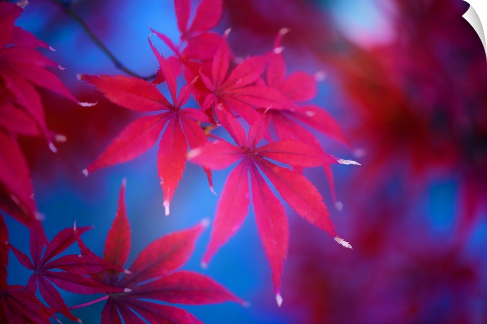 Deep red maple leaves glowing against a hazy blue background.