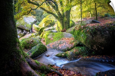 Autumn Forest In Brittany