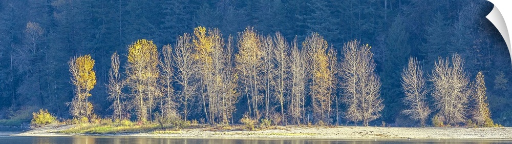 The remnant's of fall's gold color pops out against the shadowed blue backdrop of the forest.