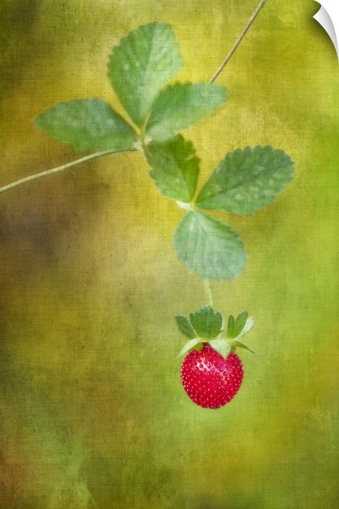 Image with a piece of red fruit hanging from the vine on a light green background.