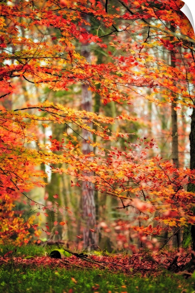 Fine art photo of a forest with orange and red leaves in the fall.