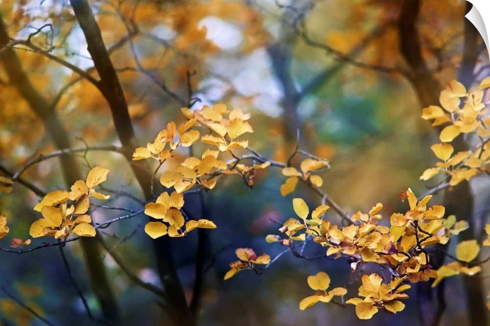 Tranquil artistic photograph of a branch with many small golden leaves with thin trees in soft focus in the background.