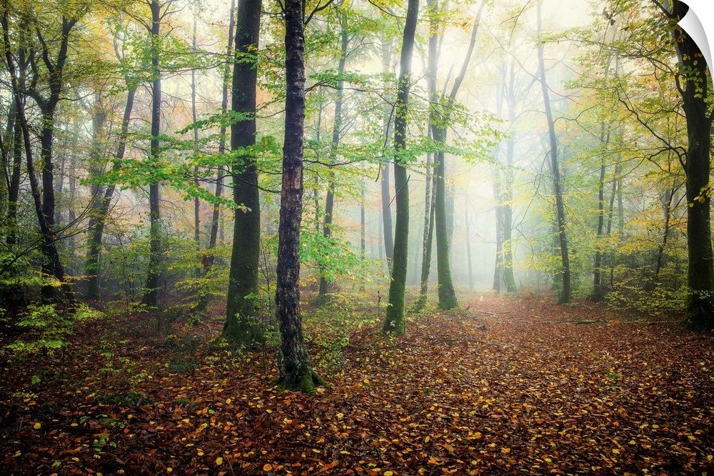 Fine art photo of a misty forest with narrow trees in France.