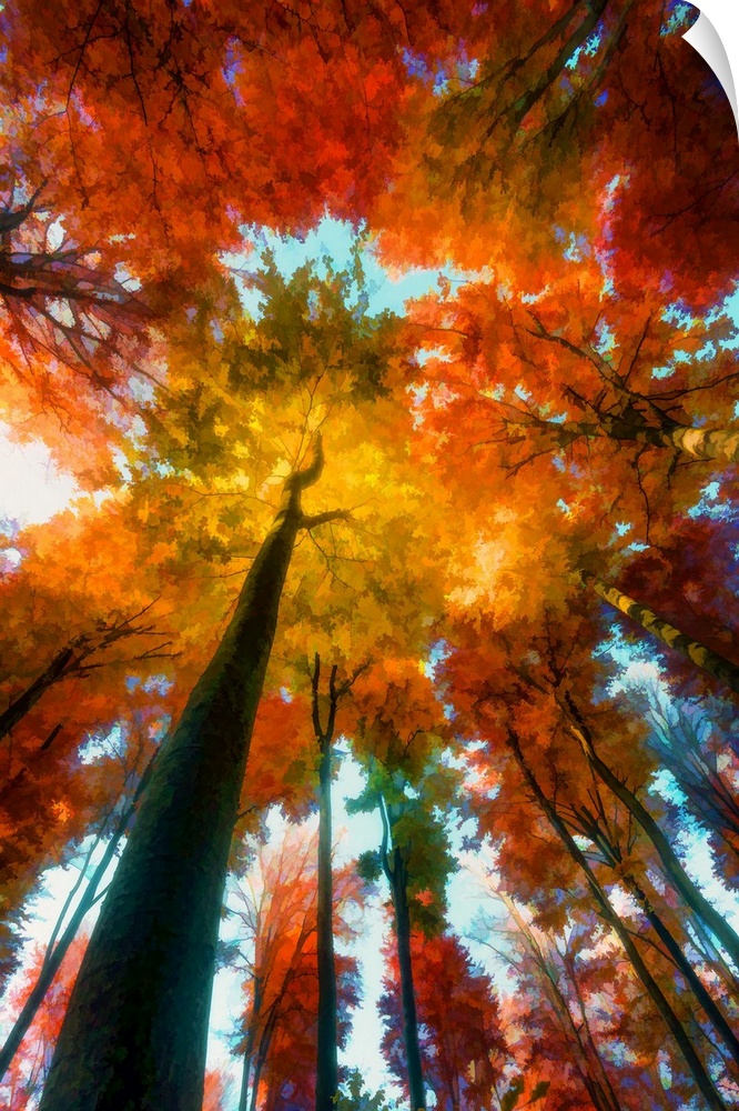 Trees in low angle in autumn