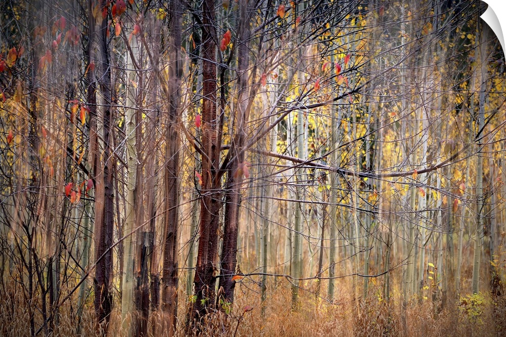 Blurred motion image of trees in fall colors.
