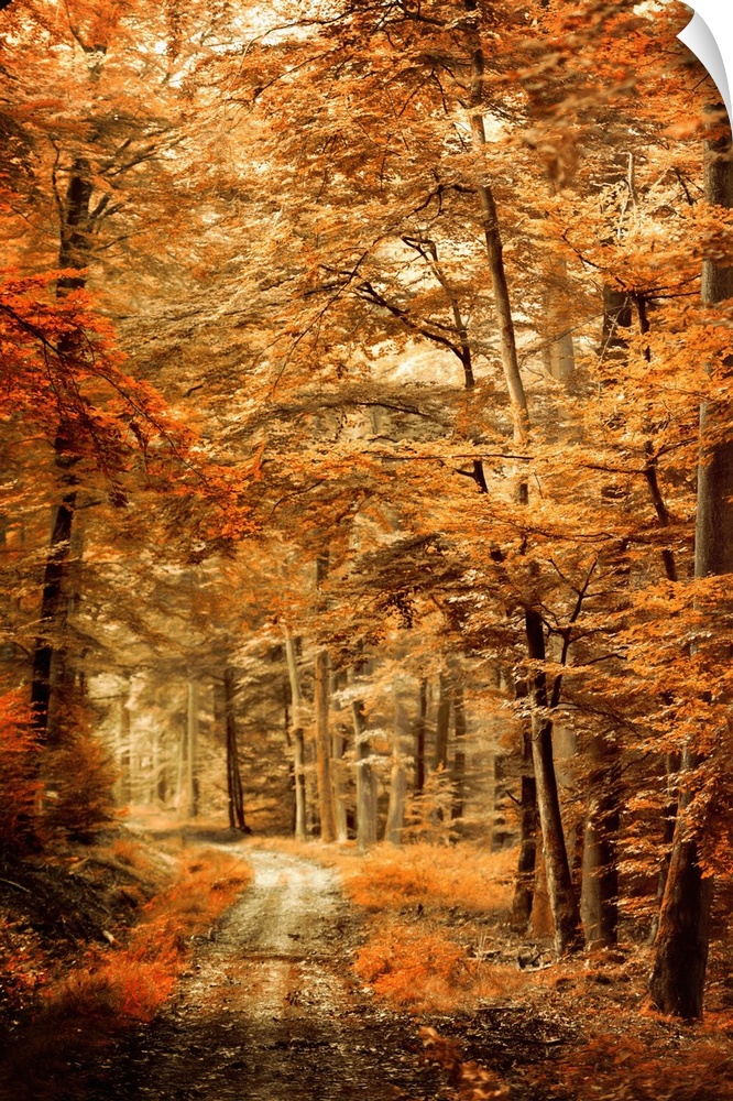 Photograph of an Autumn landscape with a path through woods with orange leaves and a shallow depth of field.