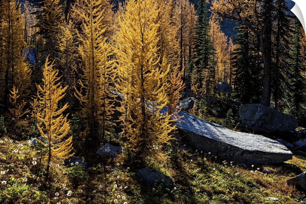 Alpine larches glowing on a warm Fall afternoon in the mountains.