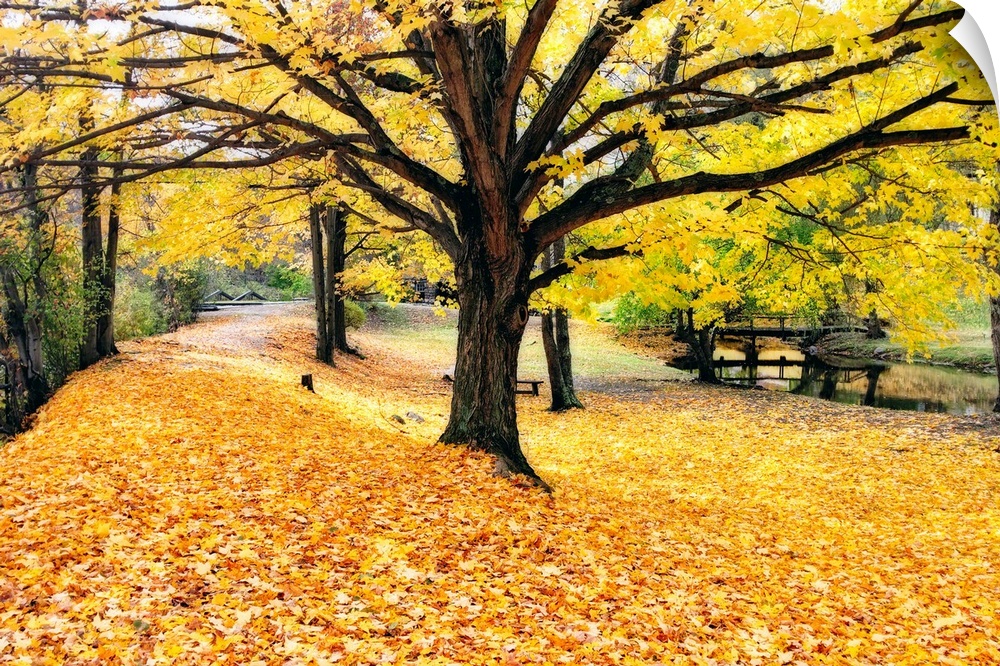 Artistic photograph of a park in New Jersey in the fall, with the ground covered in fallen leaves, and a large tree with l...