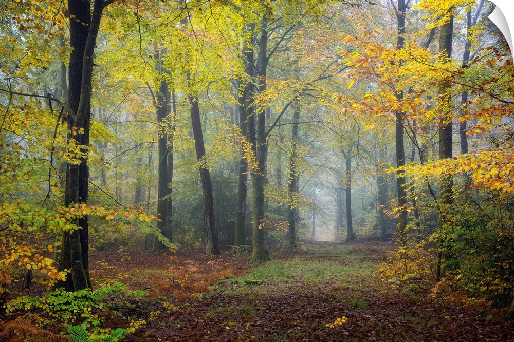 Fine art photo of a misty forest in autumn colors in France.