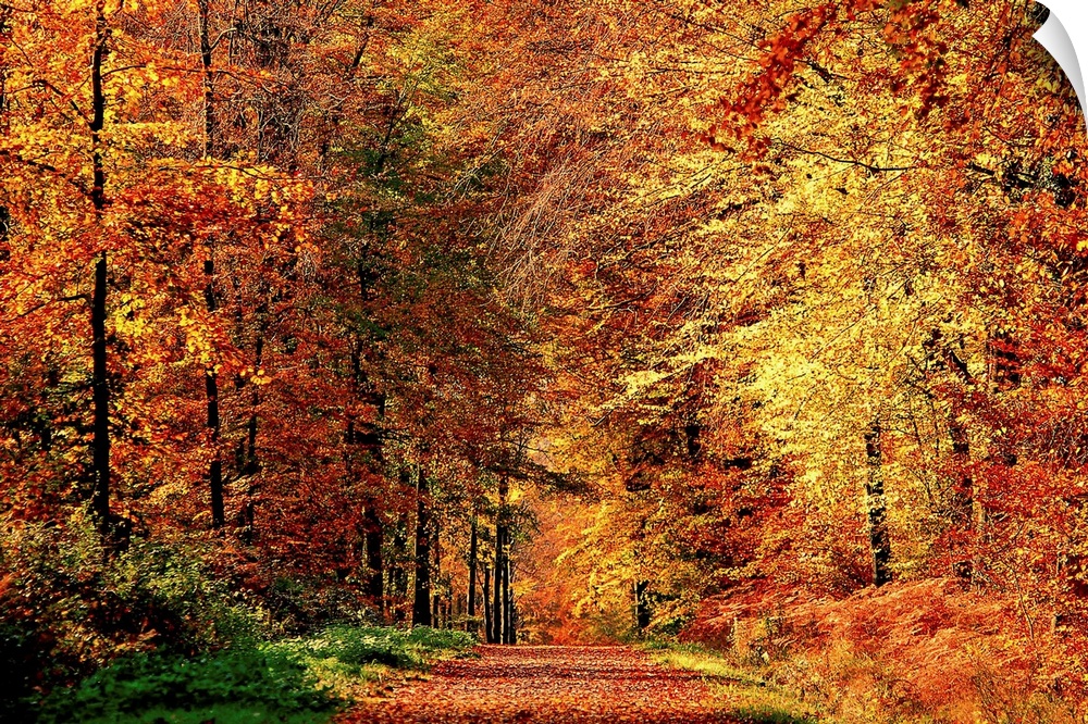 A road that becomes a tunnel through a forest full of fall colors in this horizontal photograph.