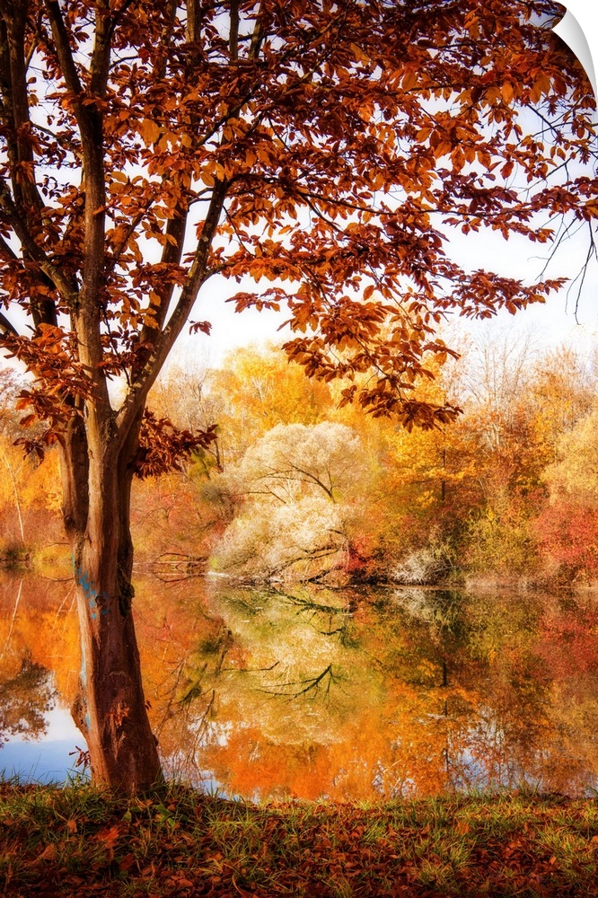 Colorful trees in autumn by a lake