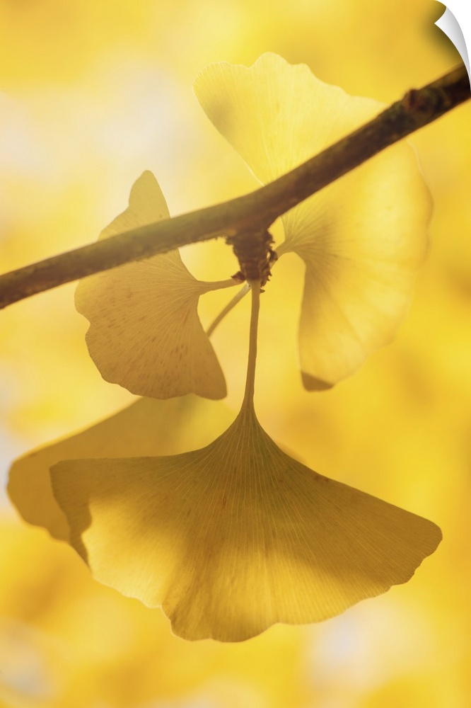 Close-up of ginkgo leaves.