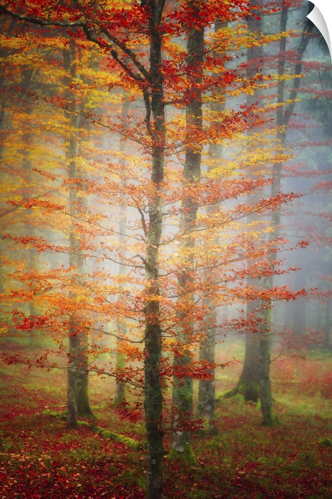 Sunlight glowing in a foggy forest with trees full of orange leaves.