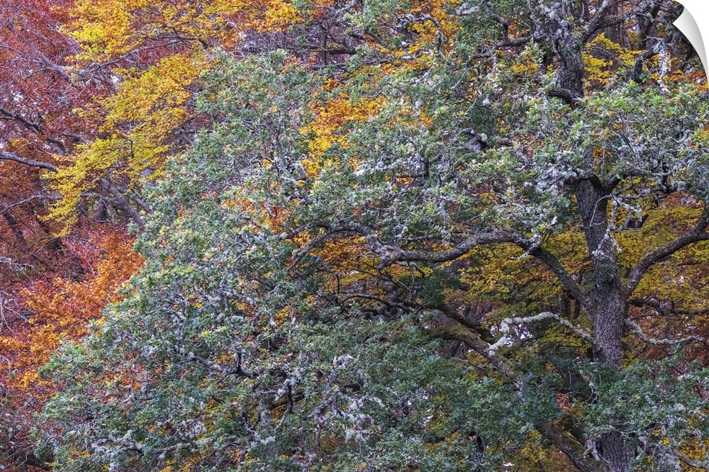 A photograph of a forest in autumn foliage.