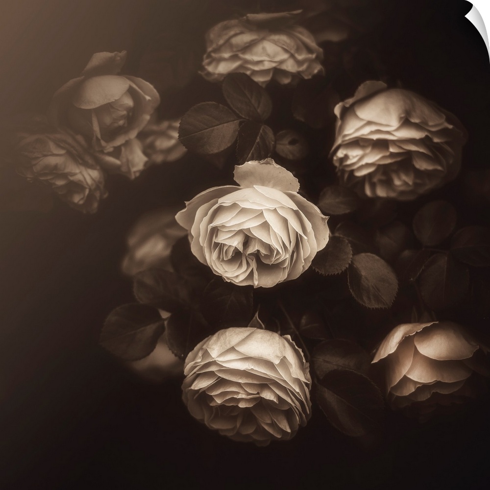 Roses close up with sepia vintage processing