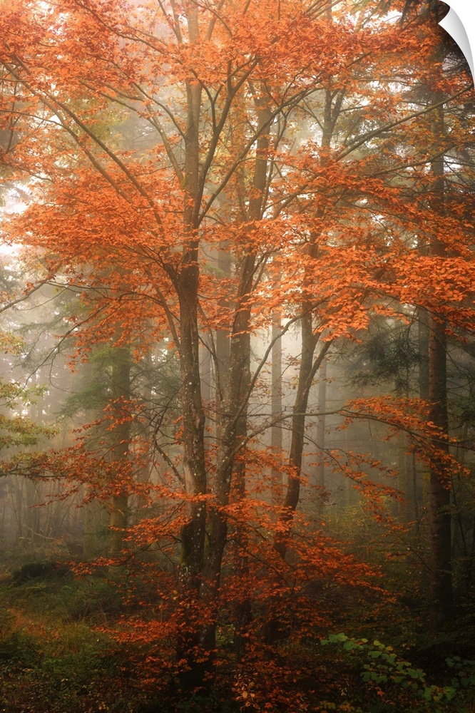 View through a misty forest with trees full of orange leaves.
