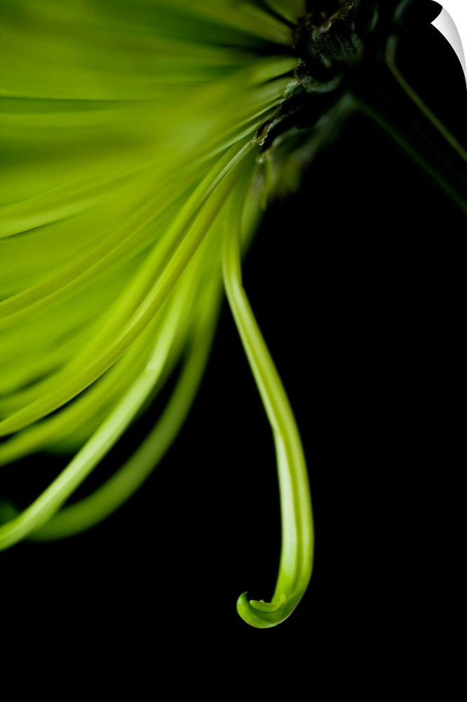 A contemporary close up of a cascading Crysthamum flower in lime green on a black background.