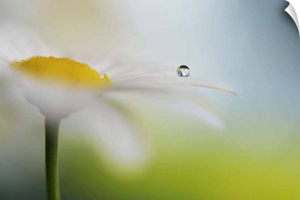 A macro photograph of a water droplet sitting on a white and yellow flower.