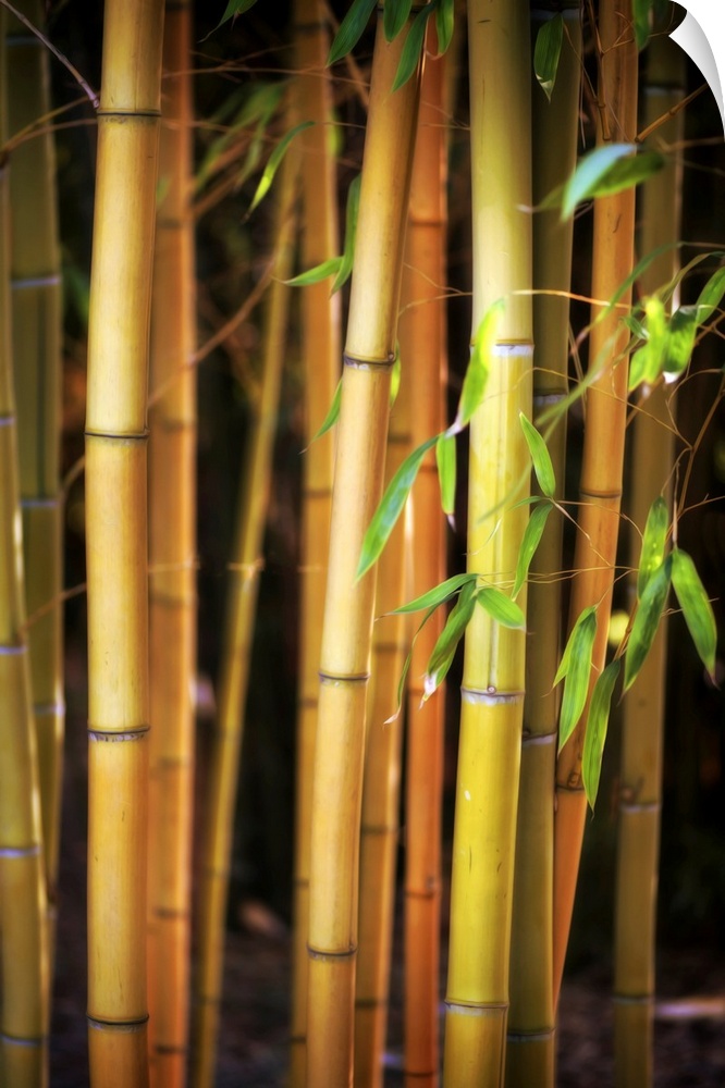 Fine art photo of several stalks of bamboo in shallow focus.
