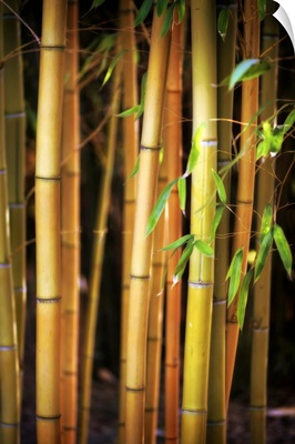 Bamboo Tribe