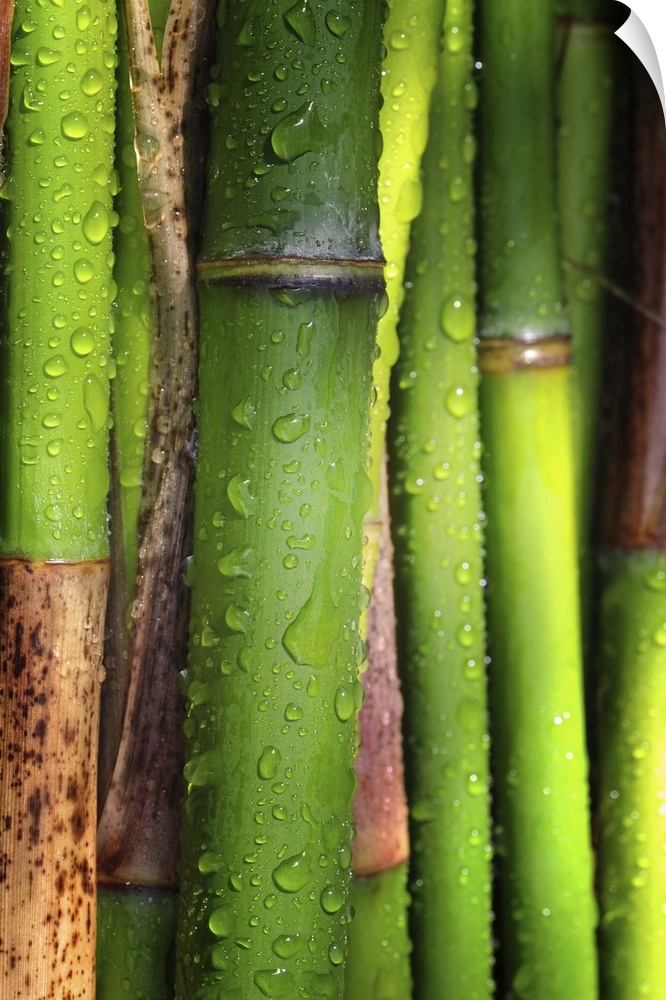 Close up of green bamboos