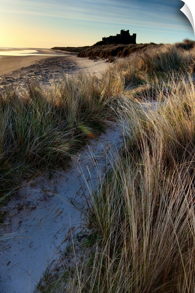 Bamburgh Castle, Northumberland, UK lit by soft golden light with a blue sky over windsept marram grass on sand dunes.