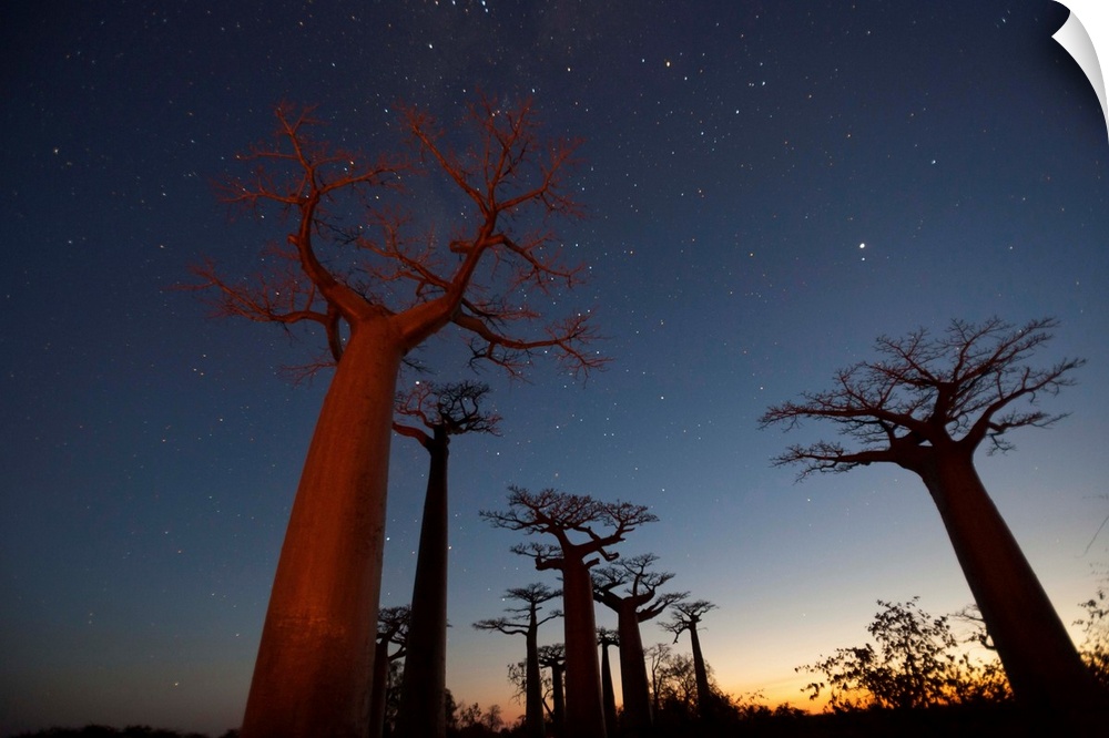 Fine art photo of a grove of Baobab trees under the night sky in Africa.