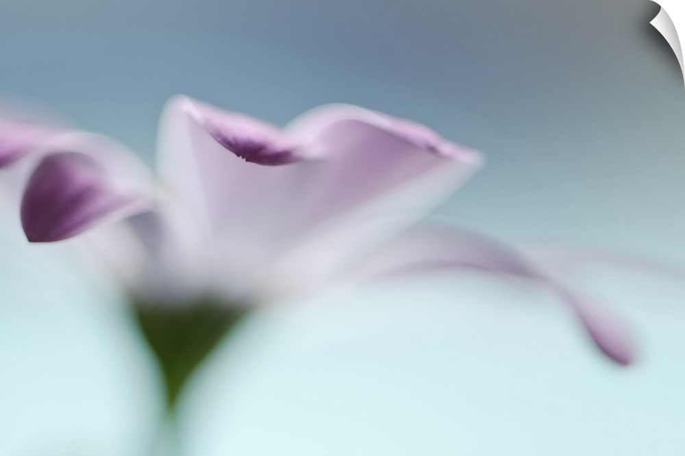A macro photograph of a pink flower in selective focus against a blue background.