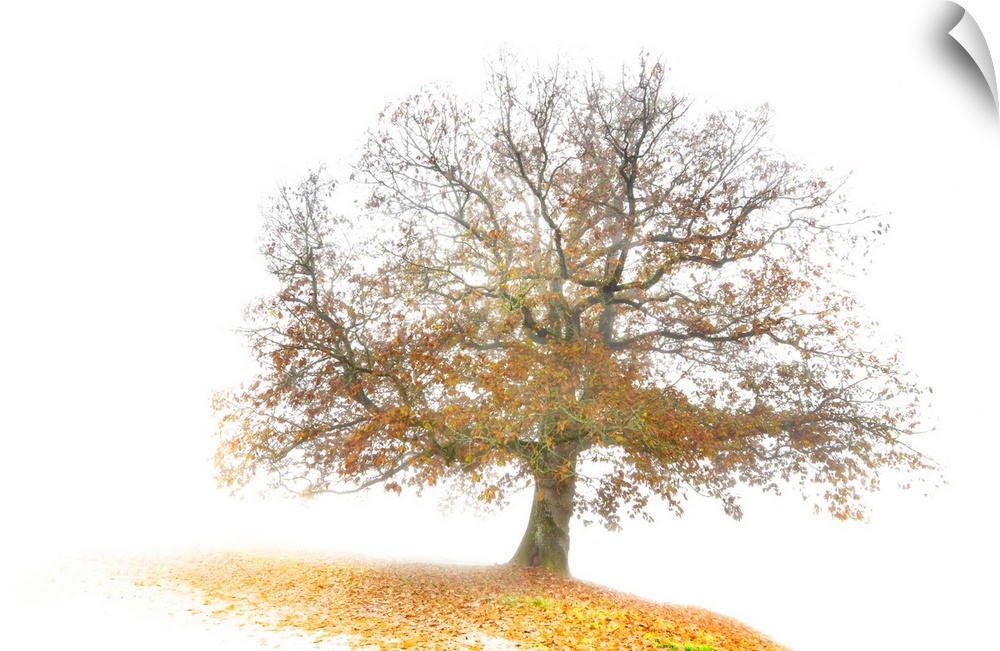 Single oak tree in autumn in the middle of the fog with yellow leaves around on the floor, graphic work.