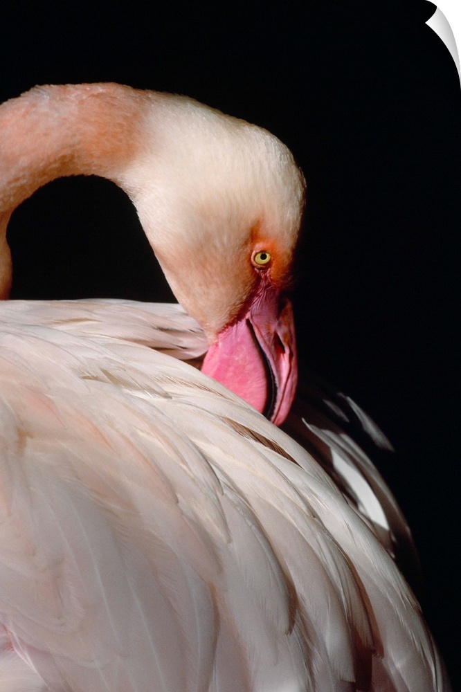 American flamingo portrait, Florida.