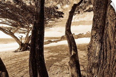 Beach Trees