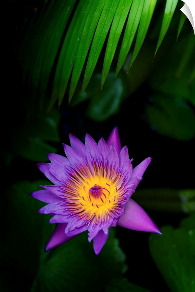 Pretty water lily flower