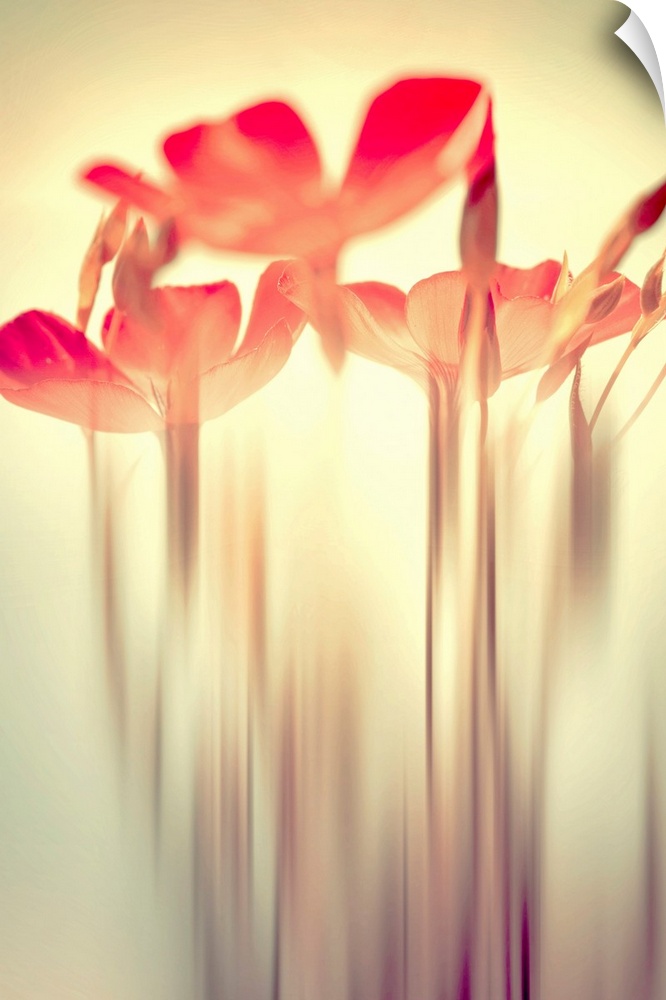 Fine Art photography of floral heads on a bright sun-like background with their stems blurry on the bottom.