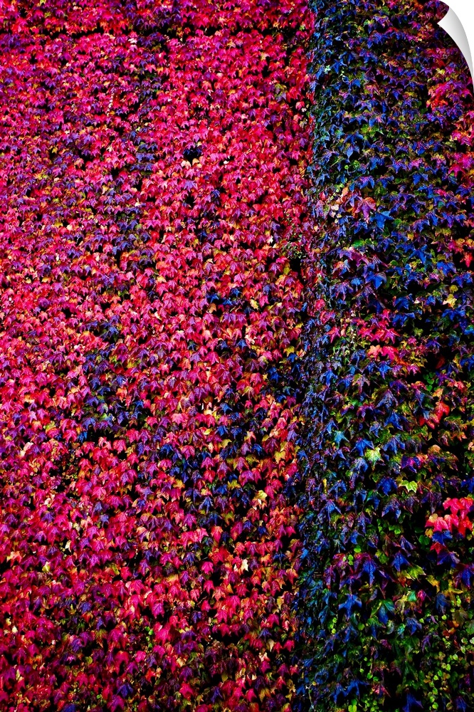 A wall filled with deep red and purple flowers.