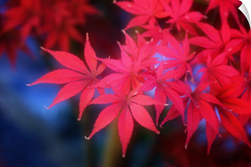 Red maple leaves appearing to glow in a dark forest.
