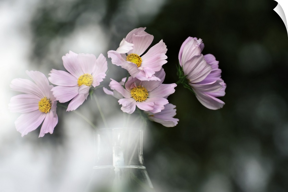 A vase of pastel pink flowers with white bokeh light.