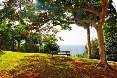 Bench Under a Flamboyan Tree, Borinquen Point, Puerto Rico