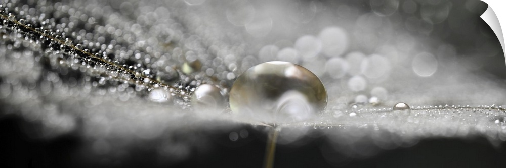 A seed from Tragapogon with a lot of water droplets.
