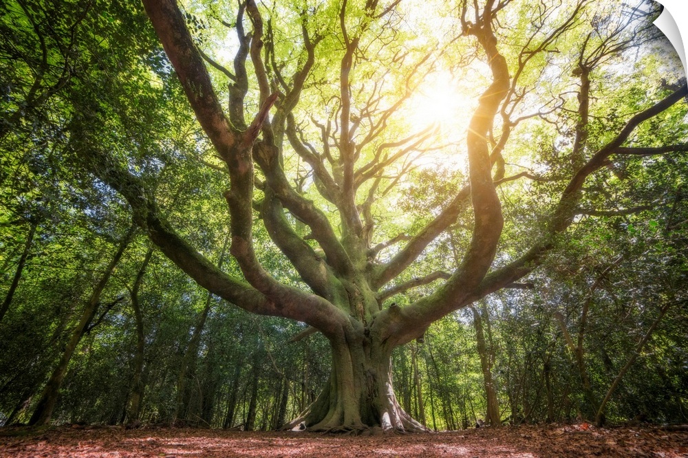 Big beech tree in the legendary broceliande forest with sun ray lights