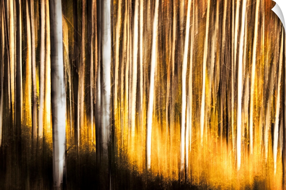 Painting on canvas of a forest full of thin trunked trees with bright fall foliage.