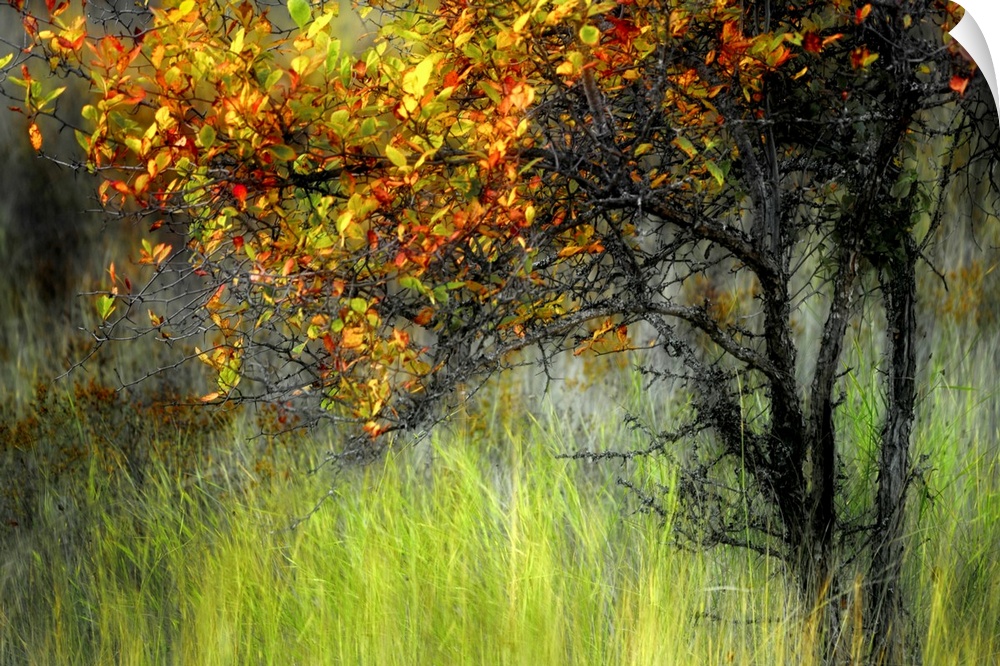 Photograph of  tree covered in autumn leaves surrounded by tall grass.