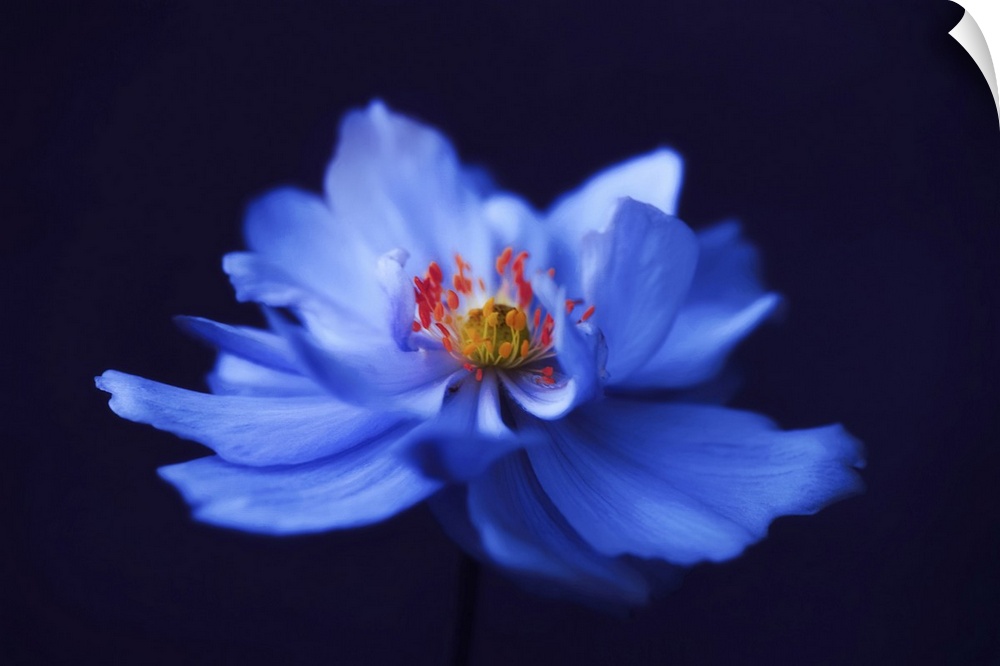 Close-up blue anemone