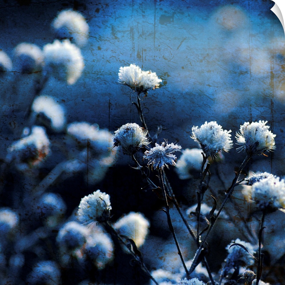 A fine art photograph of flower blossoms that have been given a cool hued tint and a distress texture overlaid on the phot...