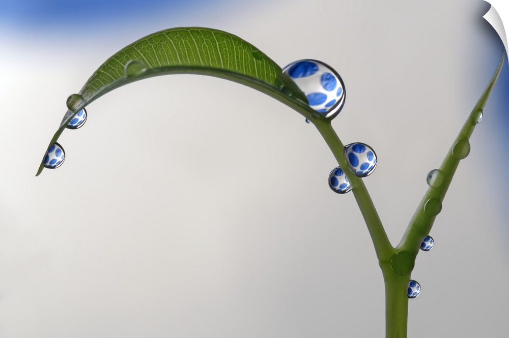 A macro photograph of a water droplet sitting atop a small leaf on a stem.