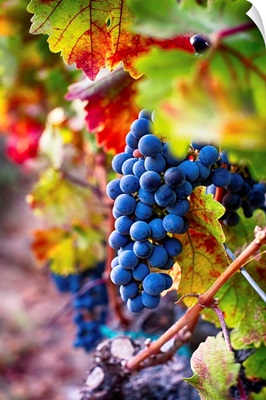Blue Grapes on the Vine III