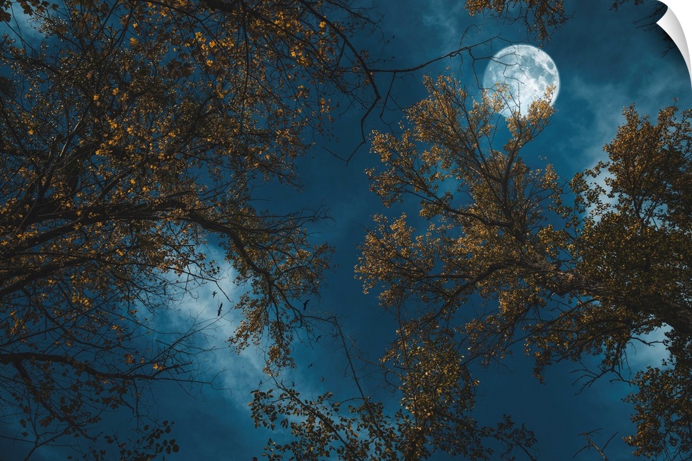 Night sky with full moon seen through trees